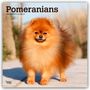 Browntrout Publishers: Pomeranians - Spitz 2026 - 16-Monatskalender, KAL