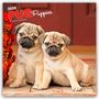 Browntrout Publishers: Pug Puppies - Mops Welpen 2026 - 16-Monatskalender, KAL