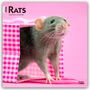 Browntrout Publishers: Rats - Ratten 2026 - 16-Monatskalender, KAL