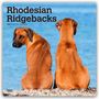 Browntrout Publishers: Rhodesian Ridgebacks - Rhodesian Ridgeback 2026 - 16-Monatskalender, KAL