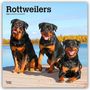 Browntrout Publishers: Rottweilers - Rottweiler 2026 - 16-Monatskalender, KAL