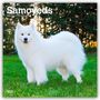 Browntrout Publishers: Samoyeds - Samojede 2026 - 16-Monatskalender, KAL