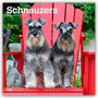Browntrout Publishers: Schnauzers - Schnauzer 2026 - 16-Monatskalender, KAL