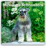 Browntrout Publishers: Miniature Schnauzers - Zwergschnauzer 2026 - 16-Monatskalender, KAL