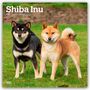 Browntrout Publishers: Shiba Inu - Shiba 2026 - 16-Monatskalender, KAL