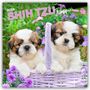 Browntrout Publishers: Shih Tzu Puppies - Shih Tzu Welpen 2026 - 16-Monatskalender, KAL