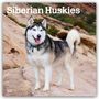 Browntrout Publishers: Siberian Huskies - Siberian Husky 2026 - 16-Monatskalender, KAL