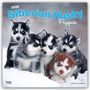 Browntrout Publishers: Siberian Husky Puppies - Siberian Husky Welpen 2026 - 16-Monatskalender, KAL
