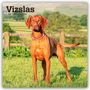 Browntrout Publishers: Vizslas - Kurzhaariger Ungarischer Vorstehhund 2026 - 16-Monatskalender, KAL