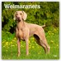 Browntrout Publishers: Weimaraners - Weimaraner 2026 - 16-Monatskalender, KAL