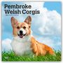 Browntrout Publishers: Pembroke Welsh Corgis - Pembroke Welsh Corgi 2026 - 16-Monatskalender, KAL