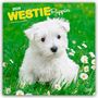 Browntrout Publishers: West Highland White Terrier Puppies - Westie Puppies - West Highland White Terrier Welpen - Westie Welpen 2026 - 16-Monatskalender, KAL