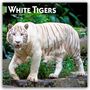 Browntrout Publishers: White Tigers - Weiße Tiger 2026 - 16-Monatskalender, KAL