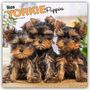 Browntrout Publishers: Yorkshire Terrier Puppies - Yorkshire Terrier Welpen - Yorkie Puppies - Yorkie Welpen 2026 - 16-Monatskalender, KAL