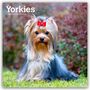 Browntrout Publishers: Yorkshire Terriers - Yorkshire Terrier - Yorkies 2026 - 16-Monatskalender, KAL
