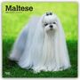 Browntrout Publishers: Maltese - Malteser 2026 - 16-Monatskalender, KAL