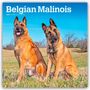 Browntrout Publishers: Belgian Malinois 2026 - 16-Monatskalender, KAL
