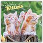 Text: "I Love Kittens", "2027 16-Month Calendar". Zwei süße orange-weiße Kätzchen auf Baumstämmen, eines hebt die Pfote.