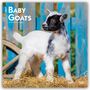Text: "2027 Baby Goats 16-Month Calendar." Ein kleines Zicklein steht auf Stroh vor einem blauen Zaun.