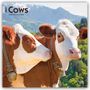 Text: „2027 Cows, 16-Month Calendar“. Zwei Kühe vor einer alpinen Landschaft mit grünen Bäumen und schneebedeckten Bergen.