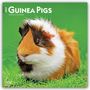 „2027 GUINEA PIGS“ und „16-Month Calendar“. Ein Meerschweinchen mit braun-weißem Fell sitzt auf grünem Gras.