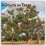 2027, Goats in Trees, 16-Month Calendar. Ziegen stehen und klettern in einem großen Baum in einer ländlichen Landschaft.