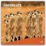 "2027 MEERKATS 16-MONTH CALENDAR". Gruppe von Erdmännchen im Sonnenlicht auf roter Erde stehend.