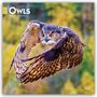 Text: "2027 OWLS 16-Month Calendar." Ein beeindruckender Flug einer Eule mit ausgebreiteten Flügeln vor unscharfem Hintergrund.
