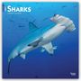Browntrout Publishers: Sharks - Haie 2027 - 16-Monatskalender, KAL