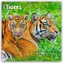 2024 Tigers, 16-Month Calendar. Ein Tiger und ein Junges ruhen im grünen Gras.