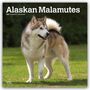 Browntrout Publishers: Alaskan Malamutes 2027 - 16-Monatskalender, KAL