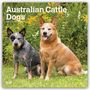 Browntrout Publishers: Australian Cattle Dogs 2027 - 16-Monatskalender, KAL