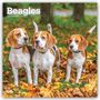 Browntrout Publishers: Beagles 2027 - 16-Monatskalender, KAL