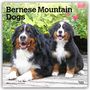 "Bernese Mountain Dogs" und "2024 16-Month Calendar". Zwei fröhliche Berner Sennenhunde auf einem Holzdeck, umgeben von Blumen.
