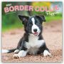 Browntrout Publishers: Border Collie Puppies - Border Collie Welpen 2027 - 16-Monatskalender, KAL