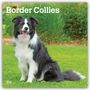 Text: "Border Collies 2027 16-Month Calendar." Ein Border Collie sitzt auf einer grünen Wiese mit Pflanzen im Hintergrund.