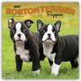 Browntrout Publishers: Boston Terrier Puppies - Boston Terrier Welpen 2027 - 16-Monatskalender, KAL