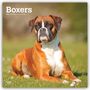 Browntrout Publishers: Boxers - Boxer 2027 - 16-Monatskalender, KAL