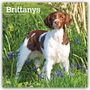 Aufschrift: "Brittanys 2027 16-Month Calendar". Ein Hund steht im grünen Gras mit violetten Blumen.