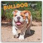 Browntrout Publishers: Bulldog Puppies - Bulldogge Welpen 2027 - 16-Monatskalender, KAL