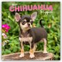 2027 Chihuahua Puppies. Ein kleiner Chihuahua-Welpe steht auf einem Baumstumpf mit grünem Hintergrund und rosa Blume.