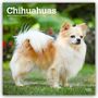 Browntrout Publishers: Chihuahuas 2027 - 16-Monatskalender, KAL
