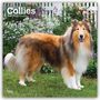 Browntrout Publishers: Collies - Langhaarcollie 2027 - 16-Monatskalender, KAL