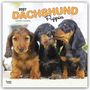 Text: "2027 DACHSHUND Puppies 16-Month Calendar". Drei süße Dachshund-Welpen sitzen auf einem weichen, hellen Teppich.
