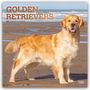 Browntrout Publishers: Golden Retrievers - Golden Retriever 2027 - 16-Monatskalender, KAL