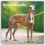 Browntrout Publishers: Greyhounds - Windhunde 2027 - 16-Monatskalender, KAL