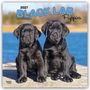 Browntrout Publishers: Black Labrador Retriever Puppies - Schwarze Labrador Retriever Welpen 2027 - 16-Monatskalender, KAL