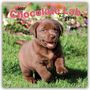 Browntrout Publishers: Chocolate Labrador Retriever Puppies - Braune Labrador Retriever Welpen 2027 - 16-Monatskalender, KAL