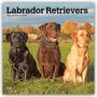 Browntrout Publishers: Labrador Retrievers - Labrador Retriever 2027 - 16-Monatskalender, KAL