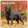 „Black Labs 2027 16-Month Calendar“. Ein schwarzer Labrador steht auf Laub, umgeben von roten Herbstblättern.